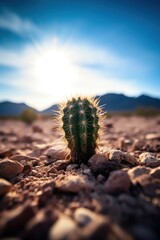 a cactus growing in the desert