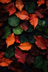 a group of colorful leaves