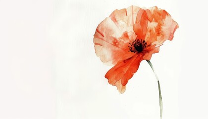 A watercolor painting of a red poppy flower.