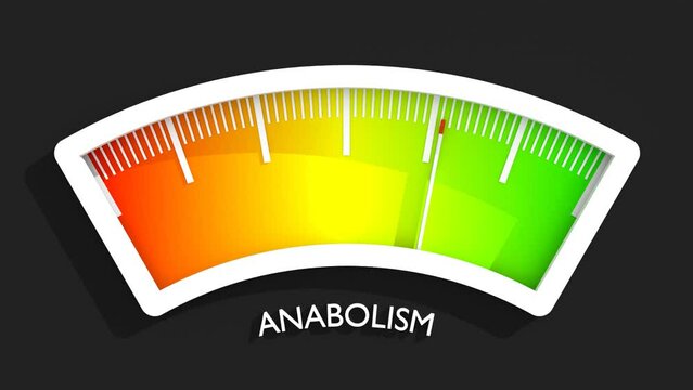 Anabolism high level on measure scale. Instrument scale with arrow. Colorful infographic gauge element. Anabolism is the building-up aspect of metabolism.