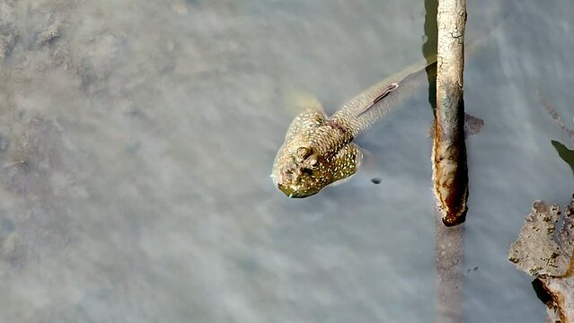 Mudskippers in muddy pond water