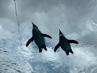 dolphin jumping out of water