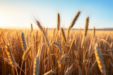 Fototapeta premium a close up of wheat