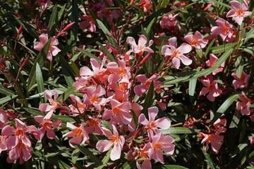 Nerium oleander pink red flowers