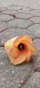 Waru or Hibiscus tiliaceus flowers 