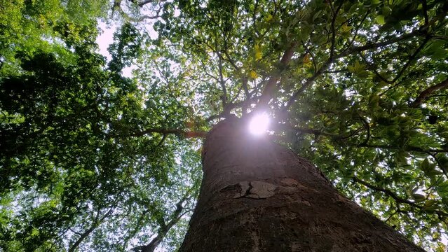 bottom view of trees green nature The sun shines through