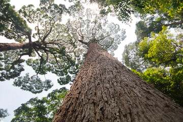 View up to the treetops in a forest, tree trunk texture with very shallow depth of field.