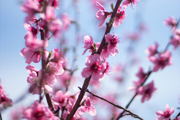 tree with pink peach flowers is in full bloom. The flowers are large and bright, and they are scattered throughout the tree. The tree is surrounded by a clear blue sky.