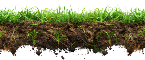 green grass turf with dirty mud on transparent background