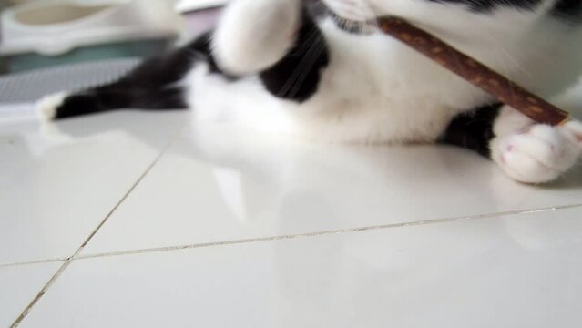 Cats lie down and chew on sticks to care for their teeth and relax.