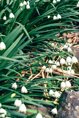 Summer snowflakes shot with a partially blurred focus on a spring day in Japan.