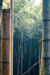 Japanese Bamboo Forest in Spring framed by cut pieces of bamboo.