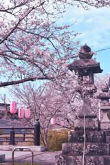 Japanese stone lanterns temple on bridge with cherry blossoms surrounding it, and pink spring sakura paper lanters in the background in the Kyoto Area. Decoration, japanese garden, travel photos