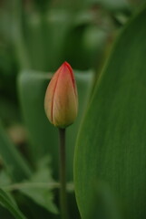 red tulip flower