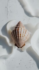 Seashell on white background with soft white shadows. Aesthetic marine sea shell concept