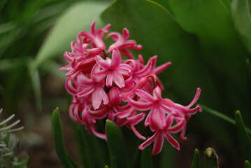 pink flowers