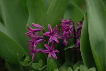 pink and white hyacinth