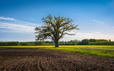 View of freshly plowed agricultural field with large oak tree at its edge and blue sky with wispy...