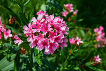 Close-up of pink Oleander blooming in garden

