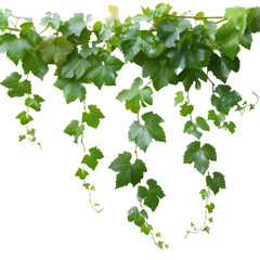 Grape leaves vine plant on Transparent Background