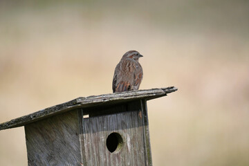 Fox sparrow perched on a birdhouse during a spring season at the Pitt River Dike Scenic Point in Pitt Meadows, British Columbia, Canada