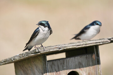 Obraz premium Tree swallows perched on a birdhouse during a spring season at the Pitt River Dike Scenic Point in Pitt Meadows, British Columbia, Canada