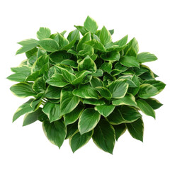 Green leaves Hosta plant on Transparent Background