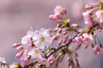 咲き始めた思川桜のクローズアップ