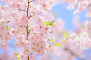 Fototapeta premium 八重咲きの淡いピンクの桜