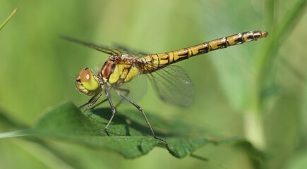 Große Heidelibelle - Common Darter