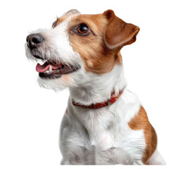 Russell Terrier on Transparent Background