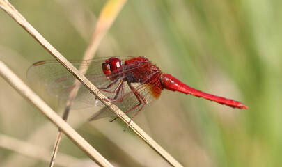 Feuerlibelle - Scarlet Darter