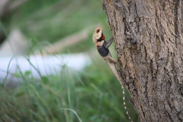 Wild lizard hanging out on a tree. Agama Lizard resting on tree trunks. Different forms of the same chameleon. Animal chameleon panther lizard. Colorful beautiful on branch. 4K Footage.