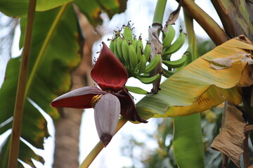 Banana flower. Musa acuminata is a species of banana native to Southern Asia. banana blossom color...