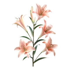 Elegant blooming lilies isolated on transparent background