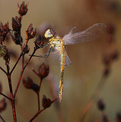 Frühe Heidelibelle - Red-veined Darter