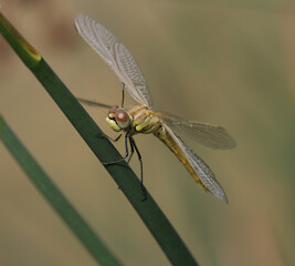 Frühe Heidelibelle - Red-veined Darter