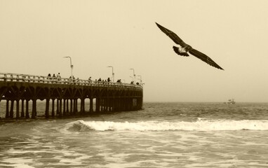 seagull flying over the pier - Powered by Adobe