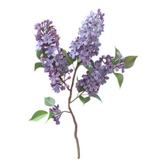 Lilac isolated on transparent background