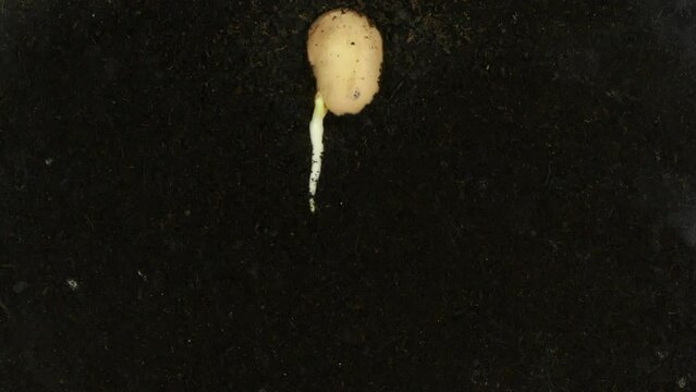 Time lapse of bean germinating and growing in a rhizobox.
