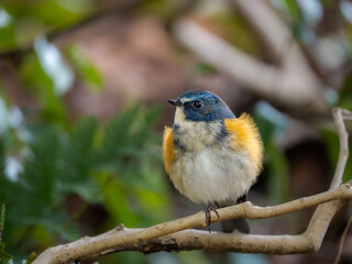 深い藪の奥でリラックスして風に吹かれ羽毛がフワフワしているルリビタキの雄