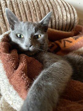 Seriedad de un Gato
