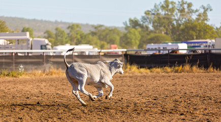 Calf in a roping event at an Australian rodeo