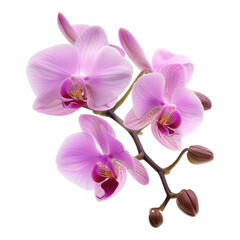 Orchid isolated on transparent background