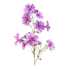 Phlox flower isolated on transparent background