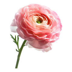 Ranuculus flower isolated on transparent background
