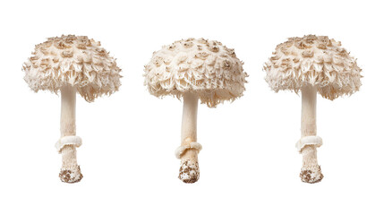 Lions Mane Mushroom on Transparent Background - Ideal for Culinary and Herbal Medicine Designs