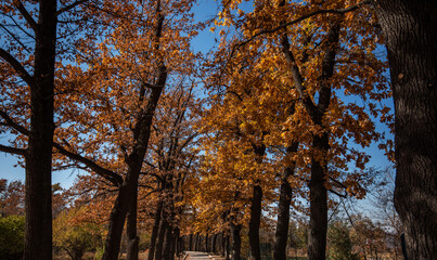 Autumn path. Orange color trees, red brown leaves in fall city park. Trees in scenic scenery. Autumn warm day. Beautiful alley in the park with colorful trees. Autumn natural background.