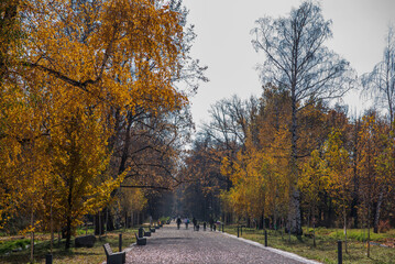Autumn path. Orange color trees, red brown leaves in fall city park. Trees in scenic scenery....