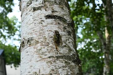 木にとまるコエゾゼミ